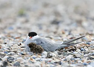 Sterna Hirundo Images Prints: Common Tern, Sterna hirundo
