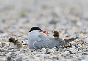 North Sea Nature Reserve Prints: Common Tern, Sterna hirundo