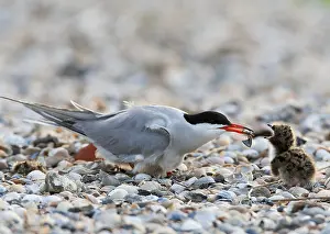 North Sea Nature Reserve Prints: Common Tern, Sterna hirundo