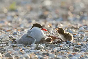 North Sea Nature Reserve Prints: Common Tern, Sterna hirundo