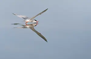 Wildlife In Greece Prints: Common Tern, Sterna hirundo