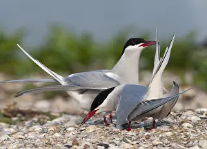 North Sea Coastal Birds Prints: Common Tern, Sterna hirundo