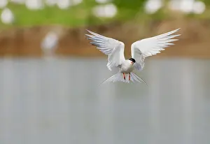 North Sea Nature Reserve Prints: Common Tern, Sterna hirundo