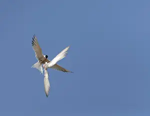 European Coastal Birds Prints: Common Tern, Sterna hirundo