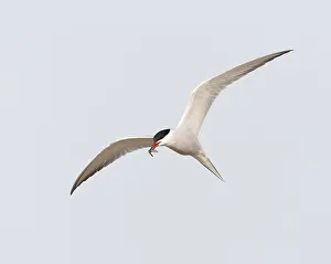 North Sea Nature Reserve Prints: Common Tern, Sterna hirundo
