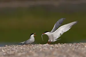 Sterna Hirundo Images Prints: Common Tern, Sterna hirundo