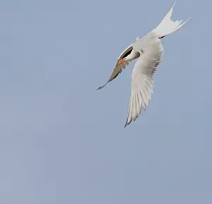 North Sea Nature Reserve Prints: Common Tern, Sterna hirundo