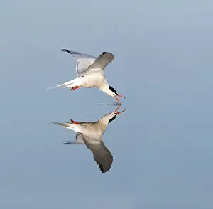 Sterna Hirundo Images Prints: Common Tern, Sterna hirundo