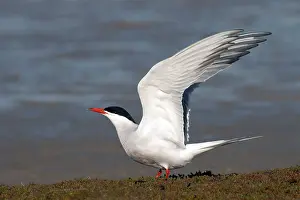 Texel Island Nature Reserve Prints: Common Tern, Sterna hirundo