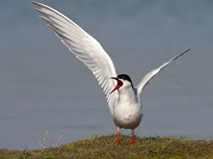 Coastal Wildlife Prints: Common Tern, Sterna hirundo
