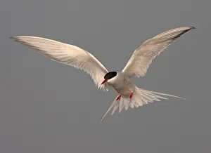 Free Nature Photography Prints: Common Tern, Sterna hirundo