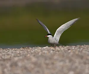 European Coastal Wildlife Prints: Common Tern, Sterna hirundo