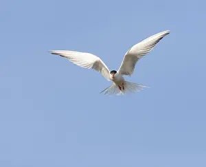 Bird Flight Photography Prints: Common Tern, Sterna hirundo