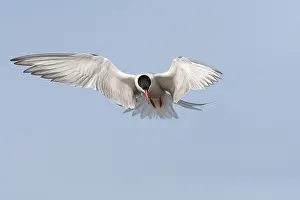 Bird Flight Photography Prints: Common Tern, Sterna hirundo