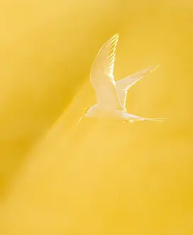 Bird Flight Photography Prints: Common Tern, Sterna hirundo