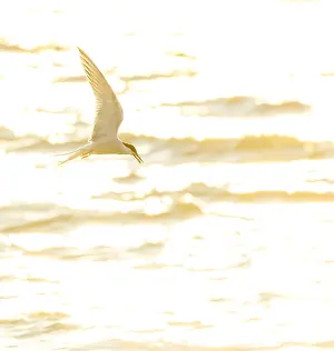 Wildlife Netherlands Prints: Common Tern, Sterna hirundo