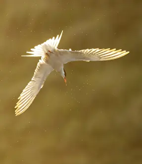 Bird Flying Over Water Prints: Common Tern, Sterna hirundo