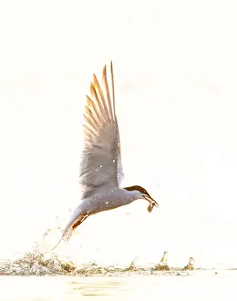 European Bird Species In Flight Prints: Common Tern, Sterna hirundo