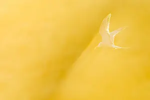 Wildlife In Netherlands Prints: Common Tern, Sterna hirundo
