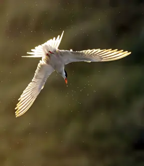 Common Tern In Flight Prints: Common Tern, Sterna hirundo