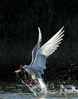 Bird Flying Over Water Prints: Common Tern, Sterna hirundo
