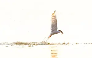 Bird Flying Over Water Prints: Common Tern, Sterna hirundo