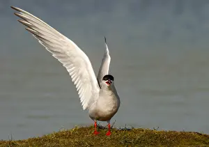 Common Tern, Sterna hirundo
