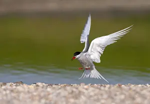 European Seabirds Flying Prints: Common Tern, Sterna hirundo
