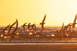 Beach Bird Photography Prints: Common Tern, Sterna hirundo