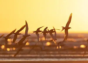 North Sea Beaches Prints: Common Tern, Sterna hirundo