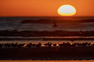 Backlit Bird Photography Prints: Common Tern, Sterna hirundo