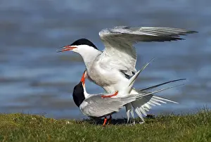 European Seabird Species Prints: Common Tern, Sterna hirundo