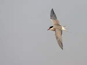 European Seabird Species Prints: Common Tern, Sterna hirundo