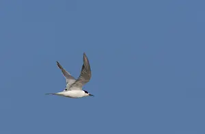 Common Tern In Flight Prints: Common Tern, Sterna hirundo