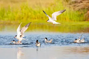 Sterna Hirundo Images Prints: Common Tern, Sterna hirundo