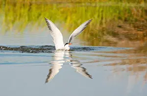 Mediterranean Wildlife Photography Prints: Common Tern, Sterna hirundo