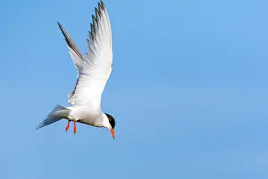 Mediterranean Wildlife Images Prints: Common Tern, Sterna hirundo