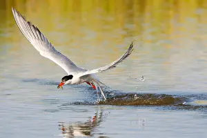Wildlife In Greece Prints: Common Tern, Sterna hirundo