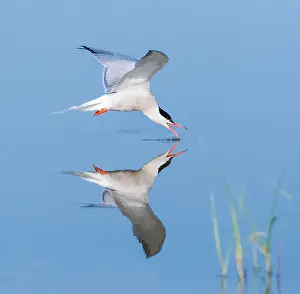 Mediterranean Wildlife Images Prints: Common Tern, Sterna hirundo