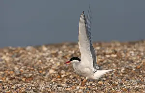 European Coastal Environment Prints: Common Tern, Sterna hirundo