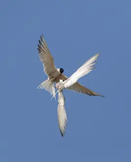 North Sea Coastal Scene Prints: Common Tern, Sterna hirundo