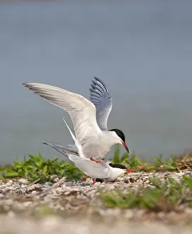 North Sea Nature Reserve Prints: Common Tern, Sterna hirundo