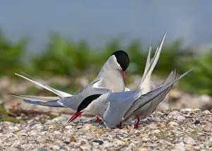 North Sea Nature Reserve Prints: Common Tern, Sterna hirundo