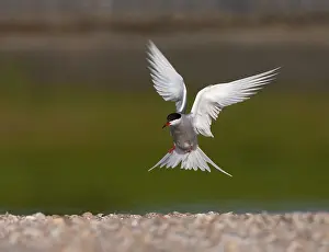 European Coastal Wildlife Prints: Common Tern, Sterna hirundo