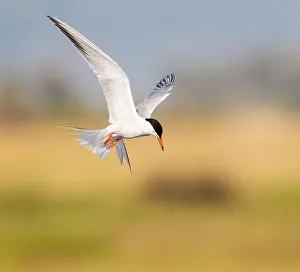 Sterna Hirundo Images Prints: Common Tern, Sterna hirundo