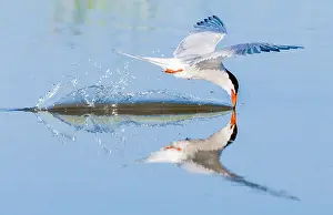 Common Tern In Flight Prints: Common Tern, Sterna hirundo
