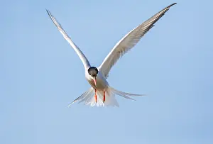 Mediterranean Wildlife Images Prints: Common Tern, Sterna hirundo
