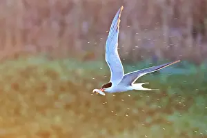Sterna Hirundo Images Prints: Common Tern, Sterna hirundo