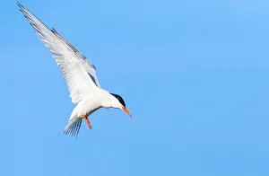 Mediterranean Wildlife Images Prints: Common Tern, Sterna hirundo