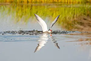 Mediterranean Wildlife Prints: Common Tern, Sterna hirundo